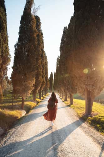Avenue in Val d'Orcia