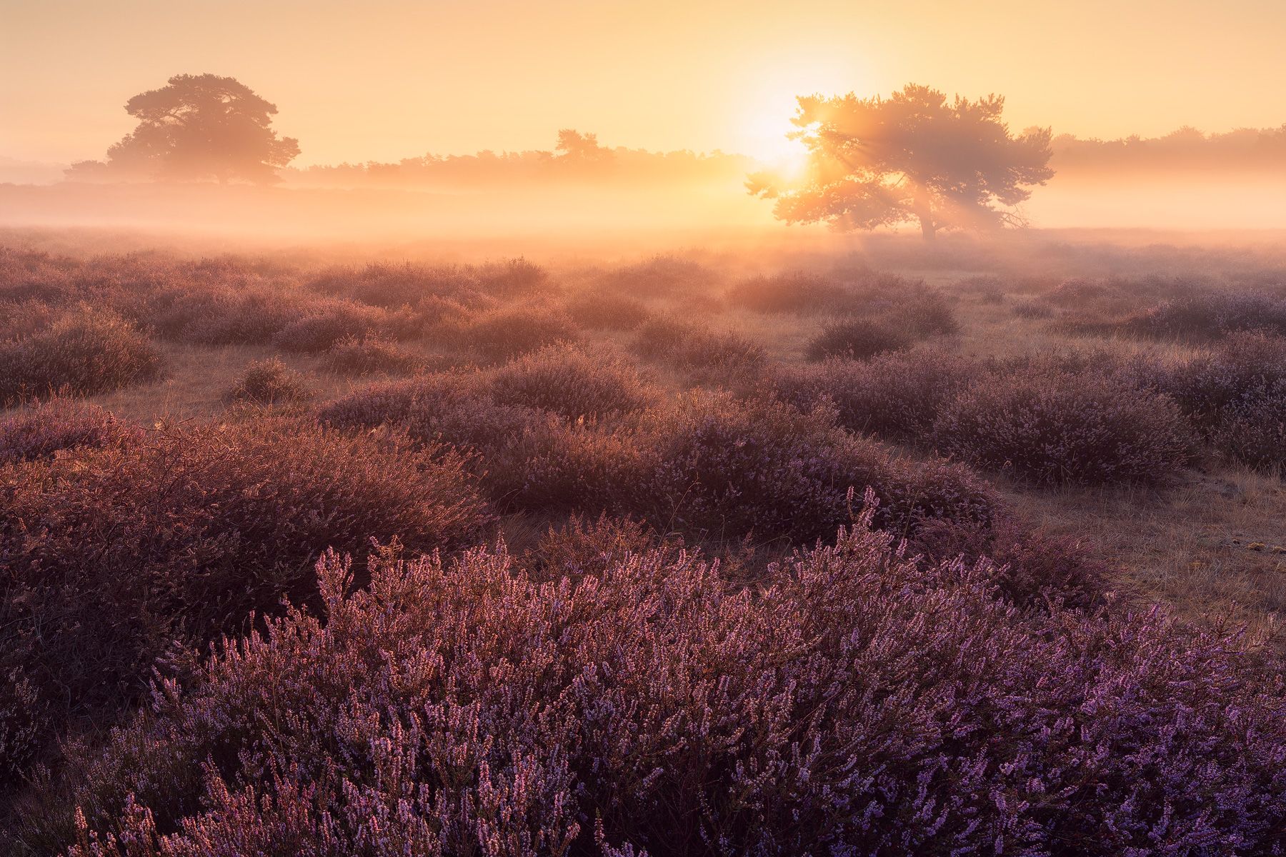 Heathlands at Westruper Heide, Germany
