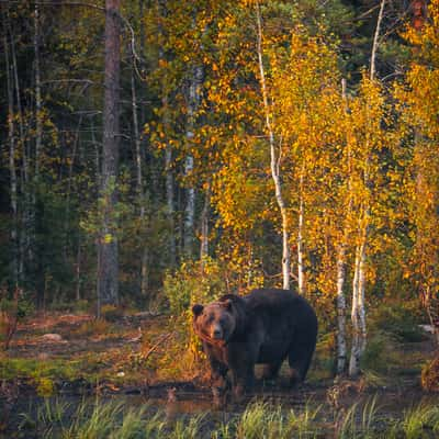 Karhu-Kuusamo, Finland