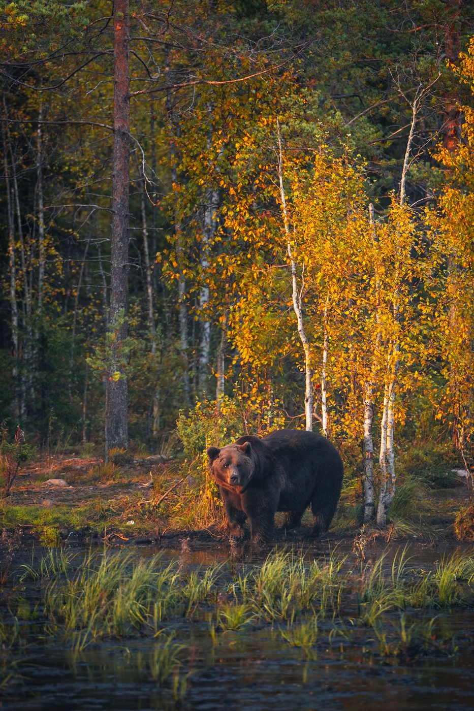Karhu-Kuusamo, Finland