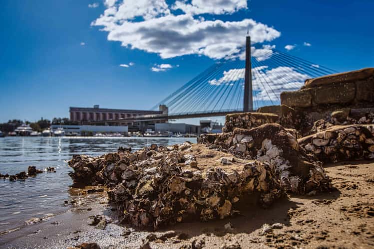 Oysters on the rocks, Black Water Bay, Glebe, Sydney, NSW