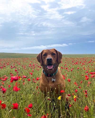Poppy Fields