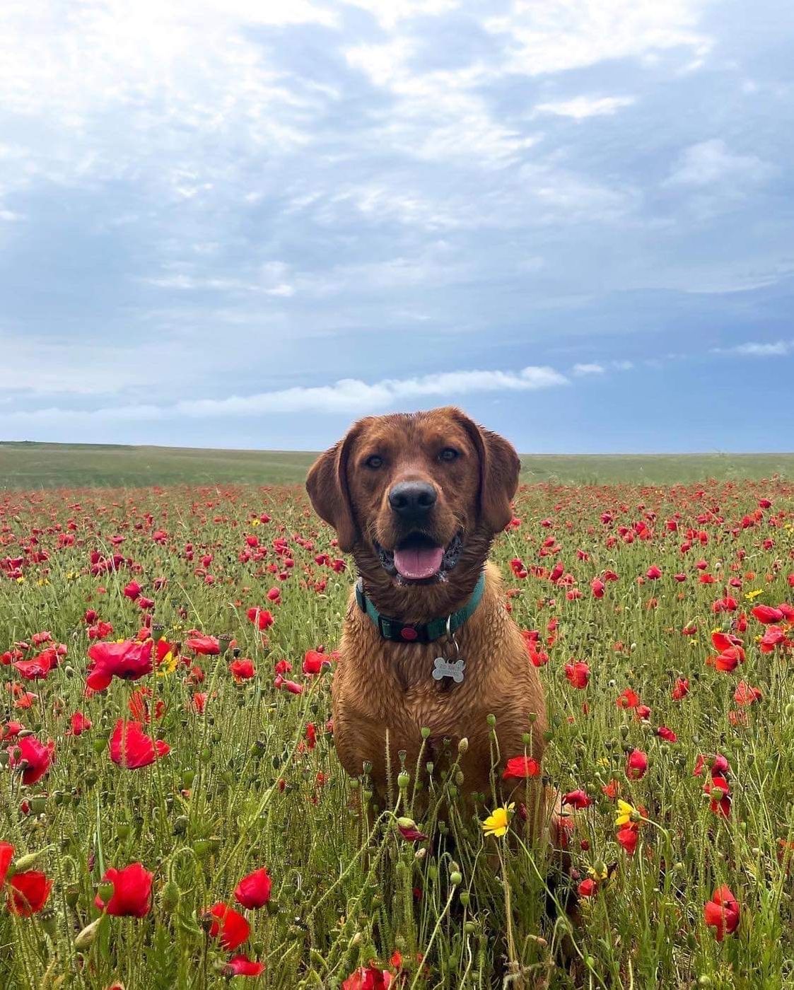 Poppy Fields, United Kingdom