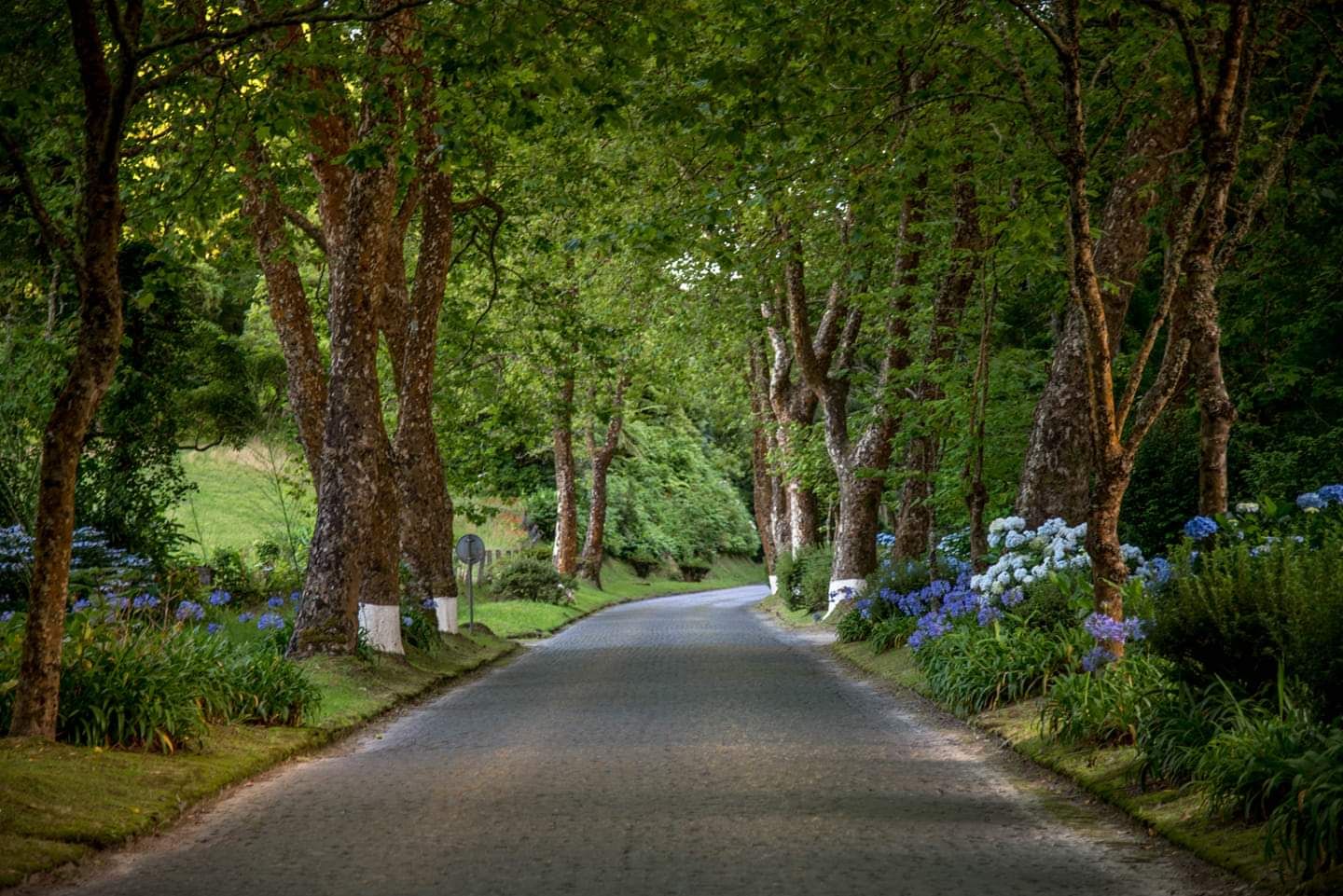 Road to Furnas, Portugal