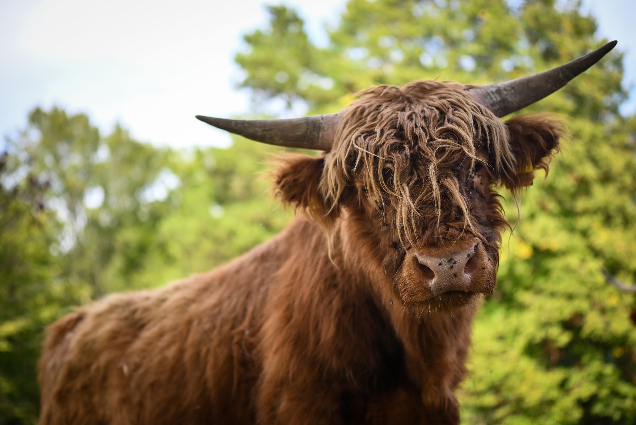 Scottish Highland Rinder in Becheln, Germany