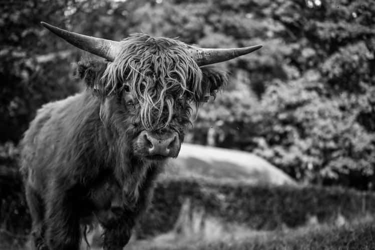 Scottish Highland Rinder in Becheln
