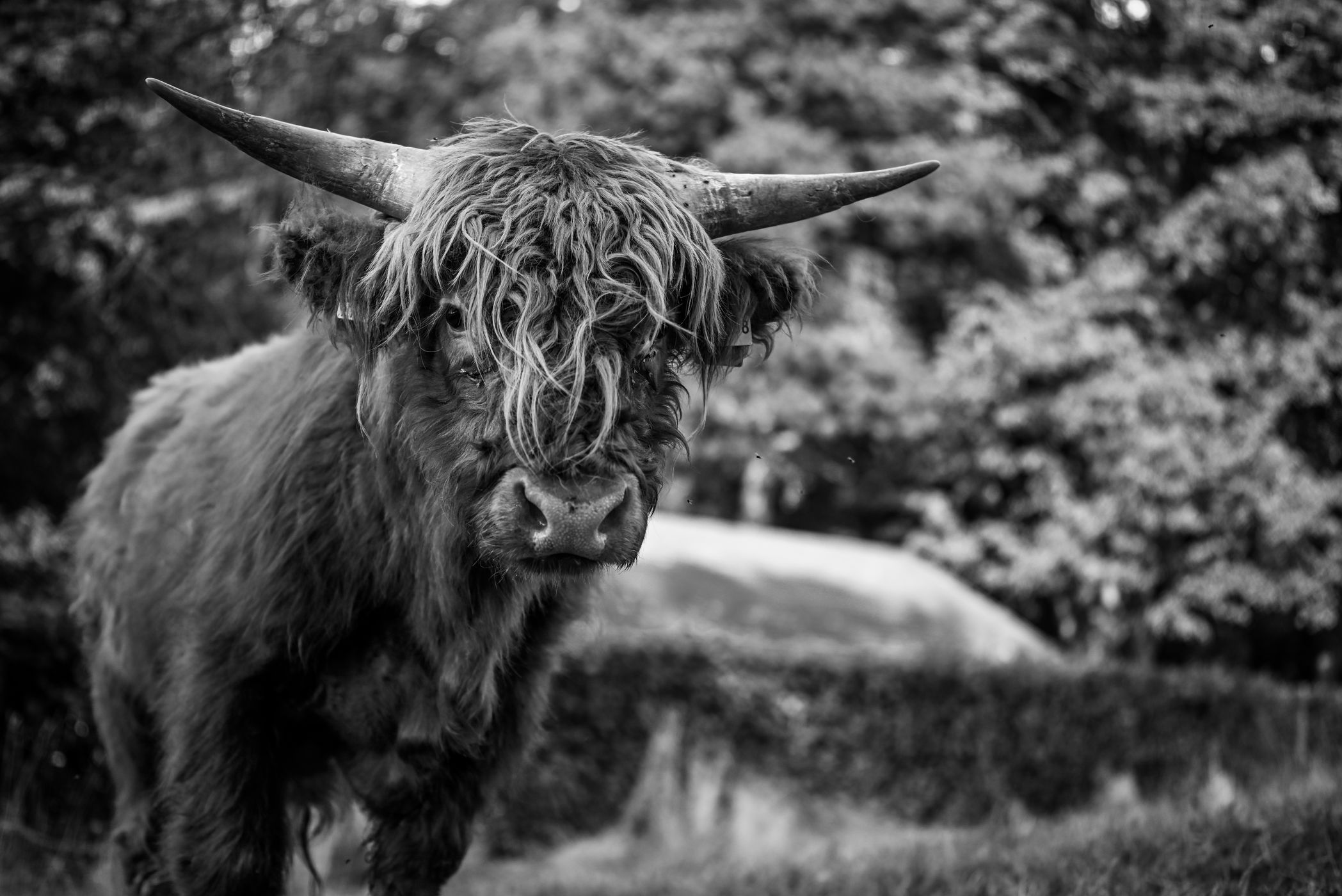 Scottish Highland Rinder in Becheln, Germany