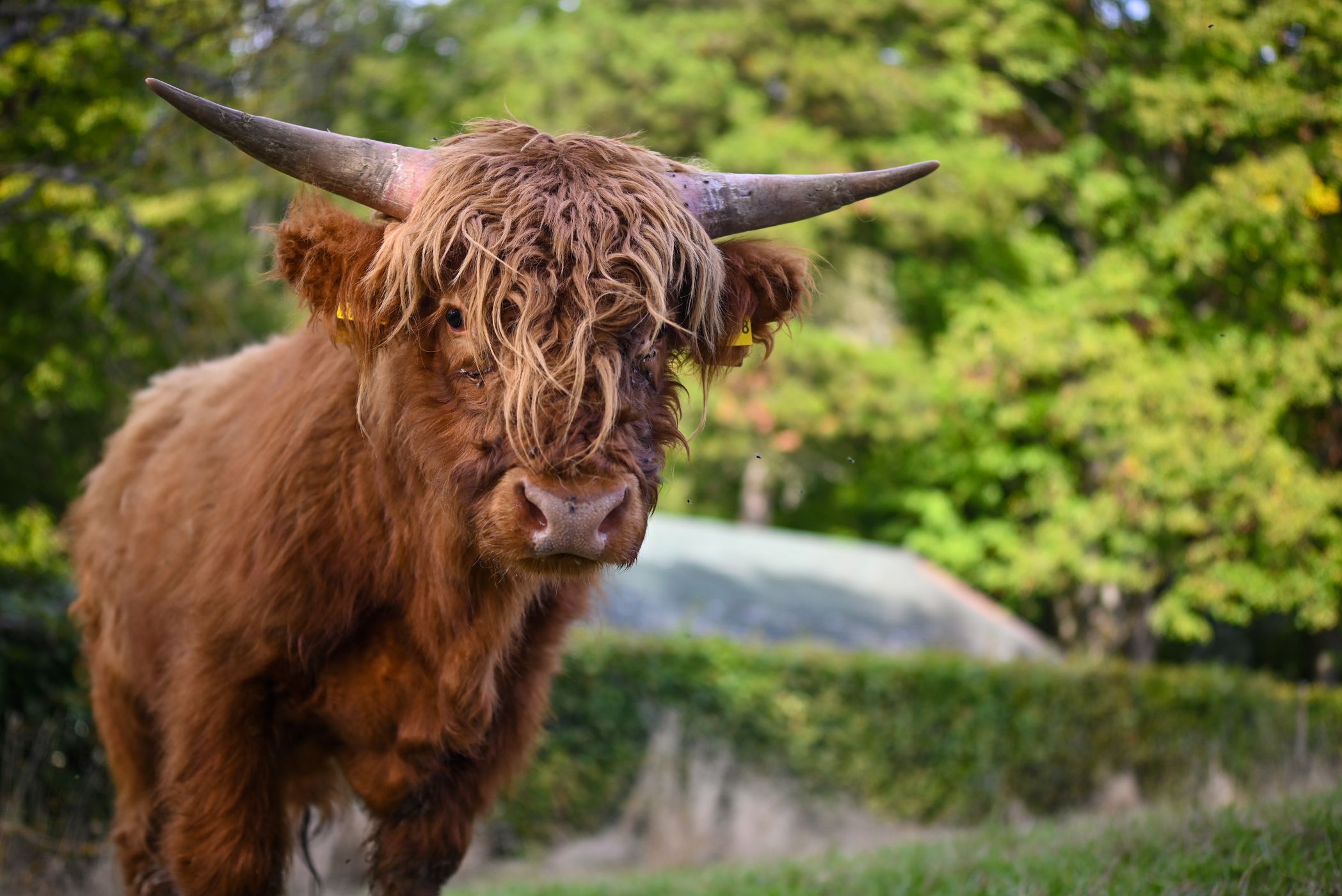 Scottish Highland Rinder in Becheln, Germany