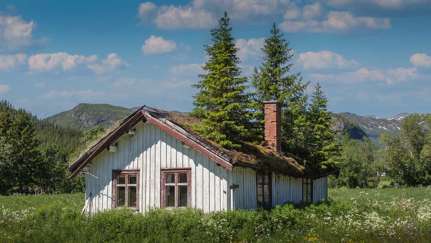 A wood on the roof