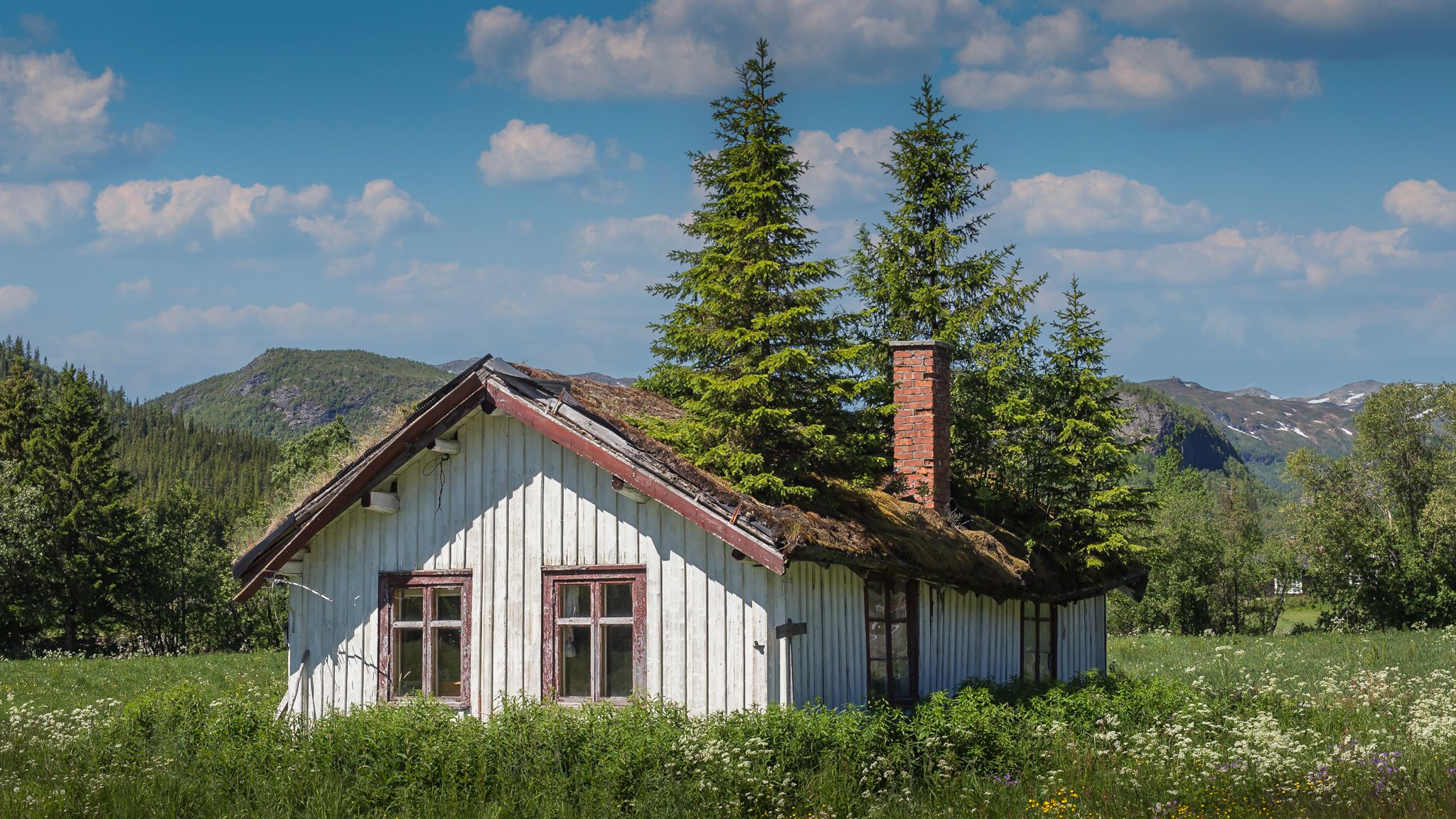 A wood on the roof, Norway