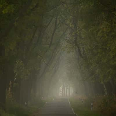 Alleys in Brandenburg, Germany