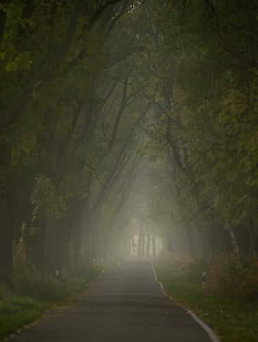 Alleys in Brandenburg
