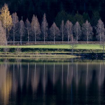 Birches, Norway