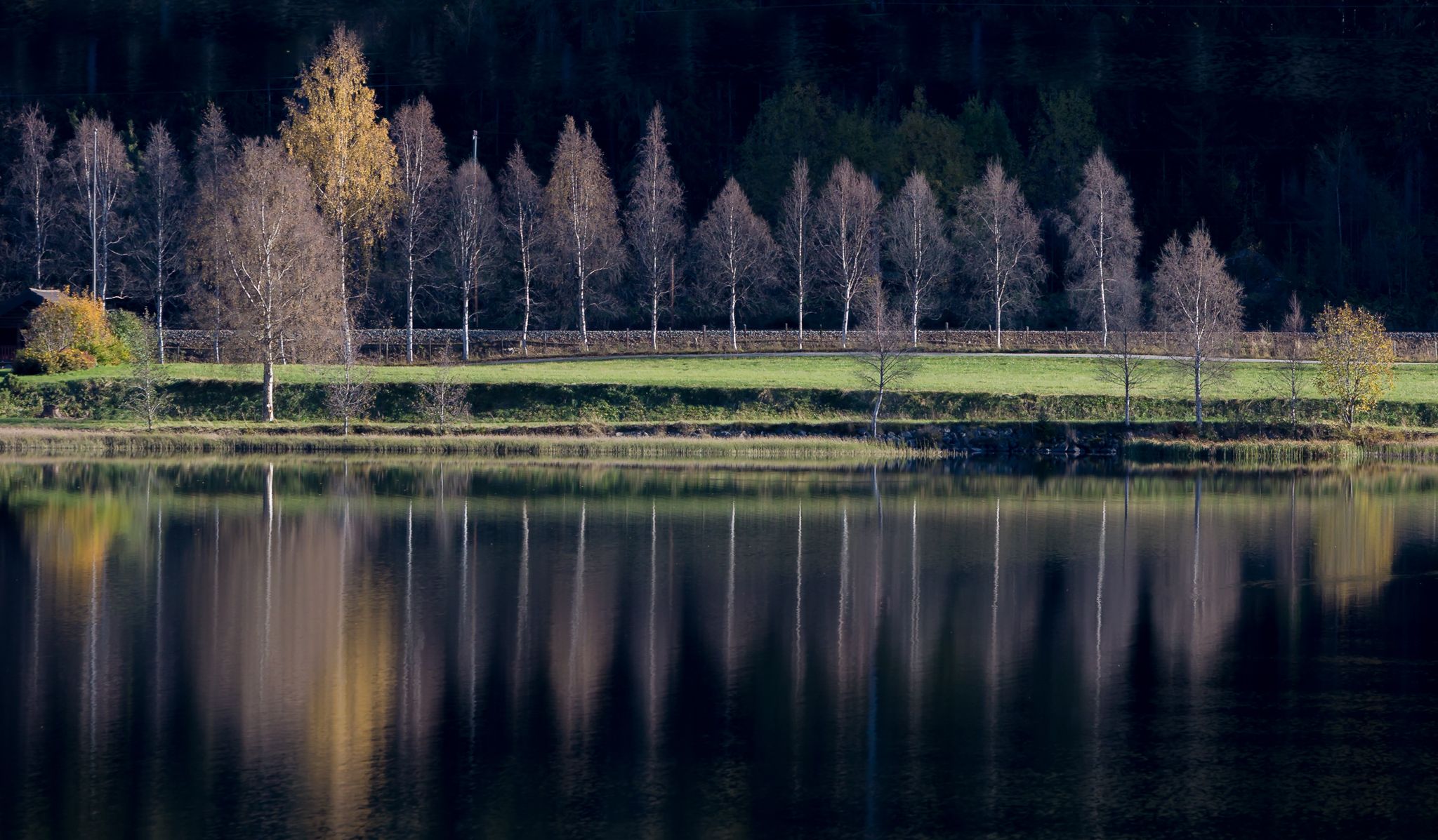 Birches, Norway