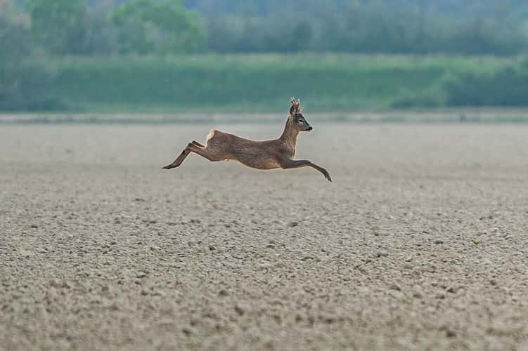 Deer near Bibione