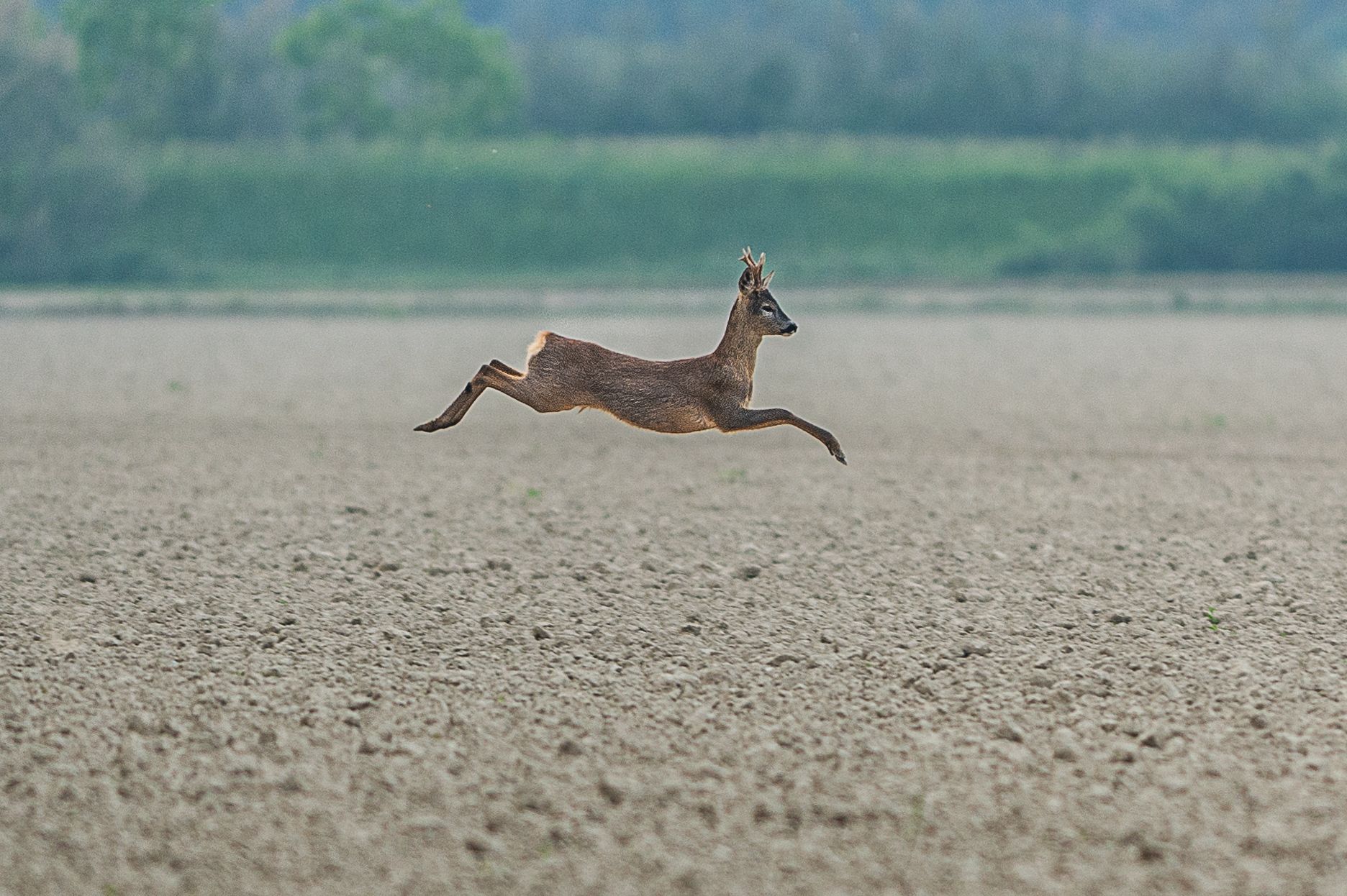 Deer near Bibione, Italy