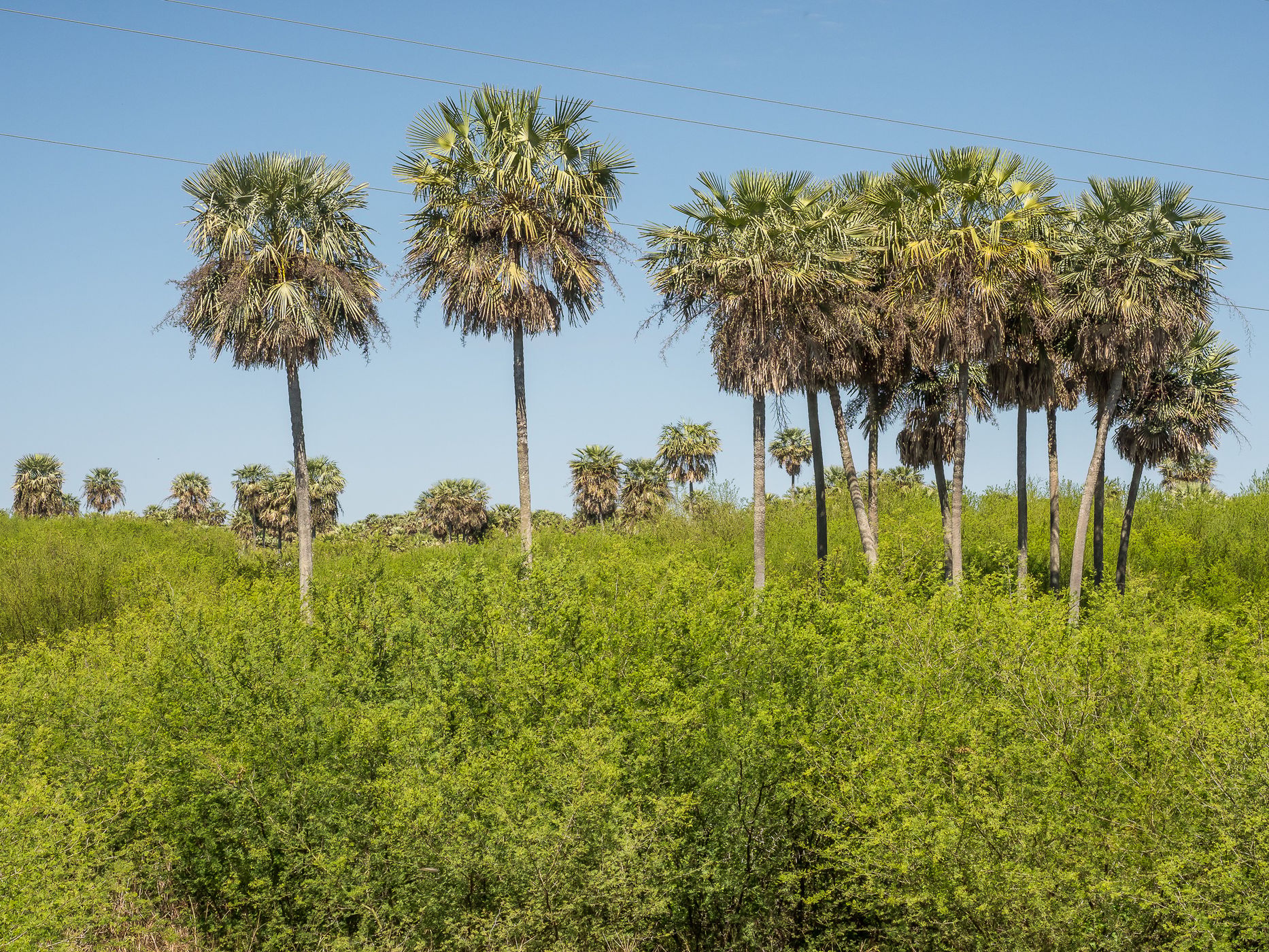 Chaco National Park, West side, Argentina