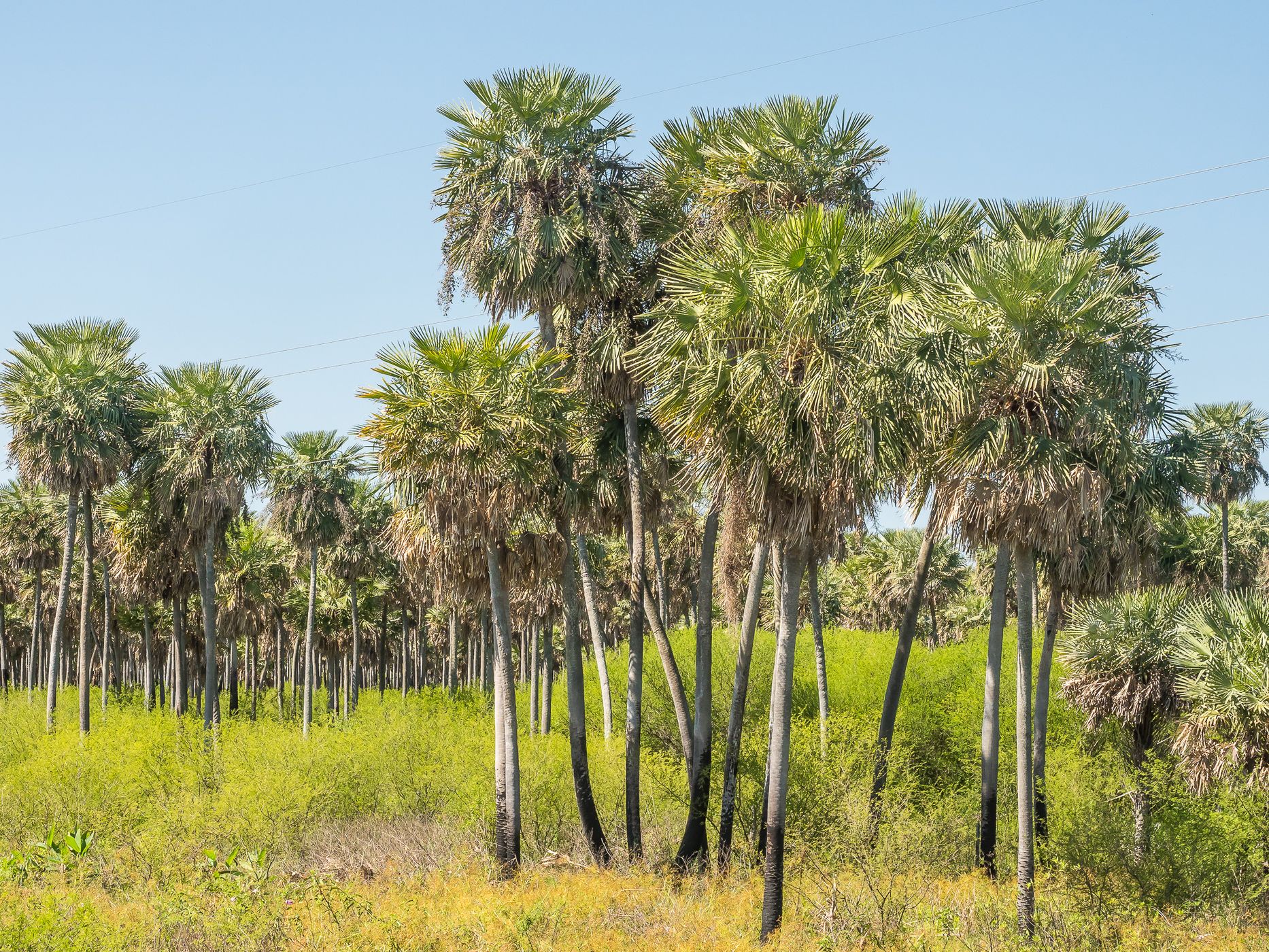 Chaco National Park, West side, Argentina