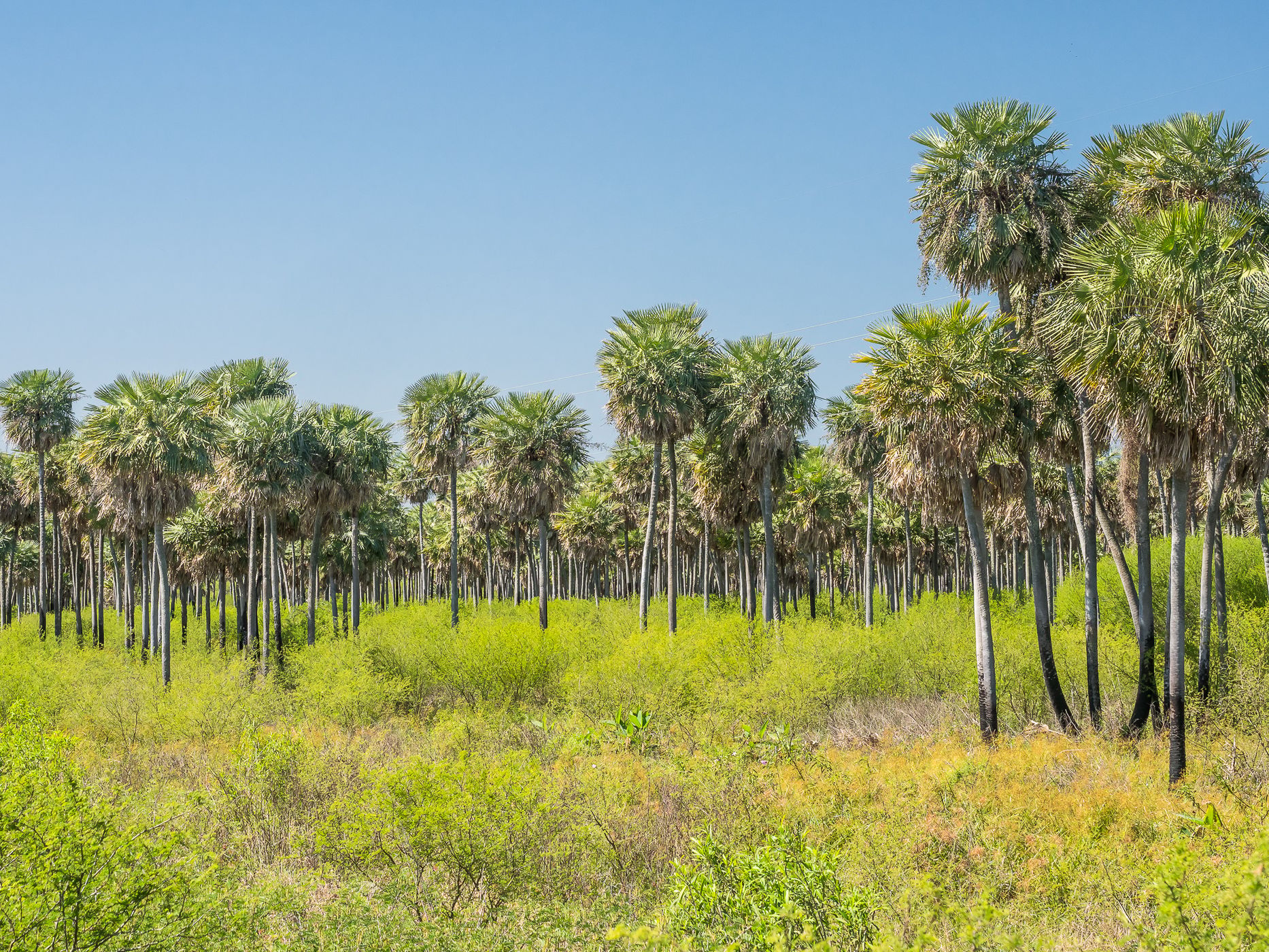 Chaco National Park, West side, Argentina