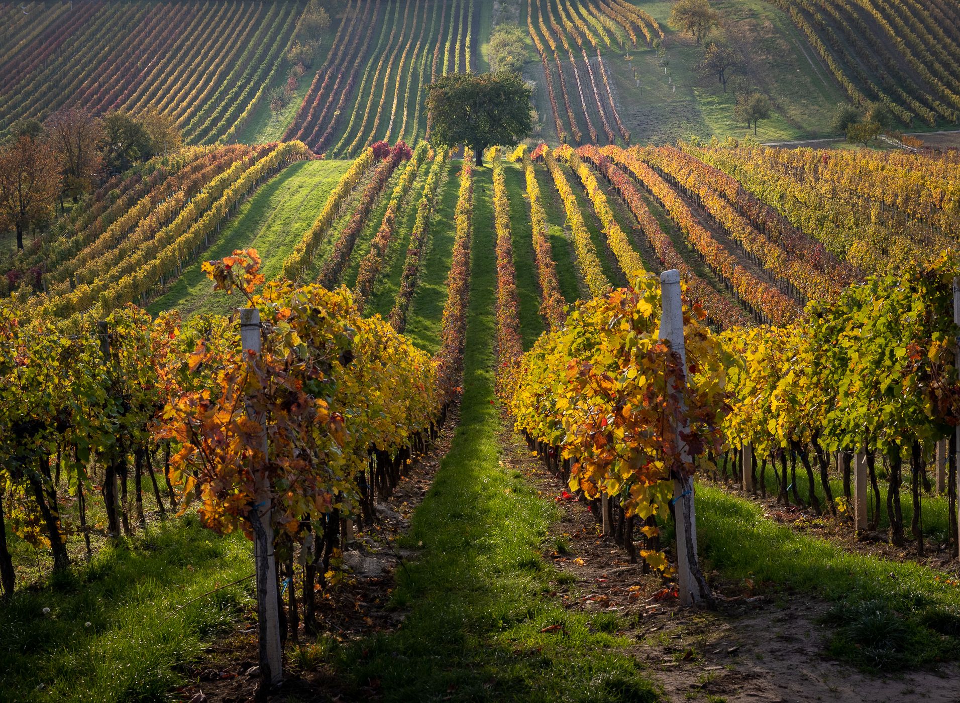Flowering cherry in the vineyard, Czech Republic