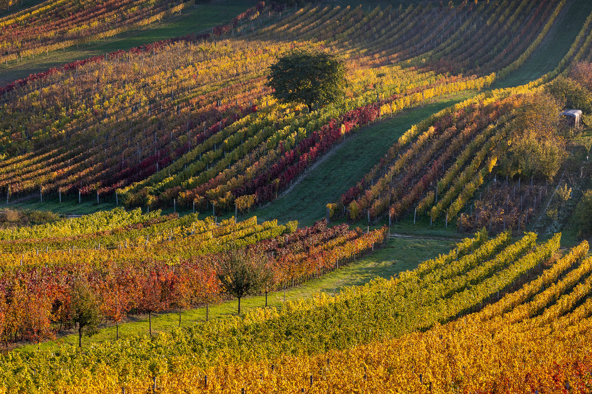 Flowering cherry in the vineyard, Czech Republic