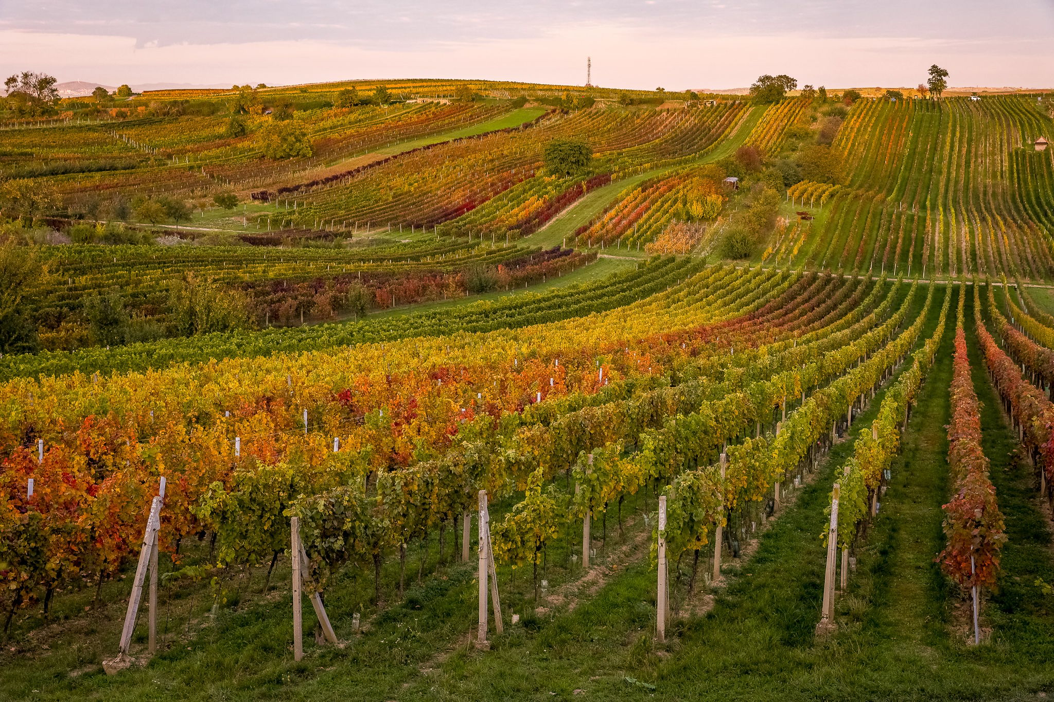 Flowering cherry in the vineyard, Czech Republic