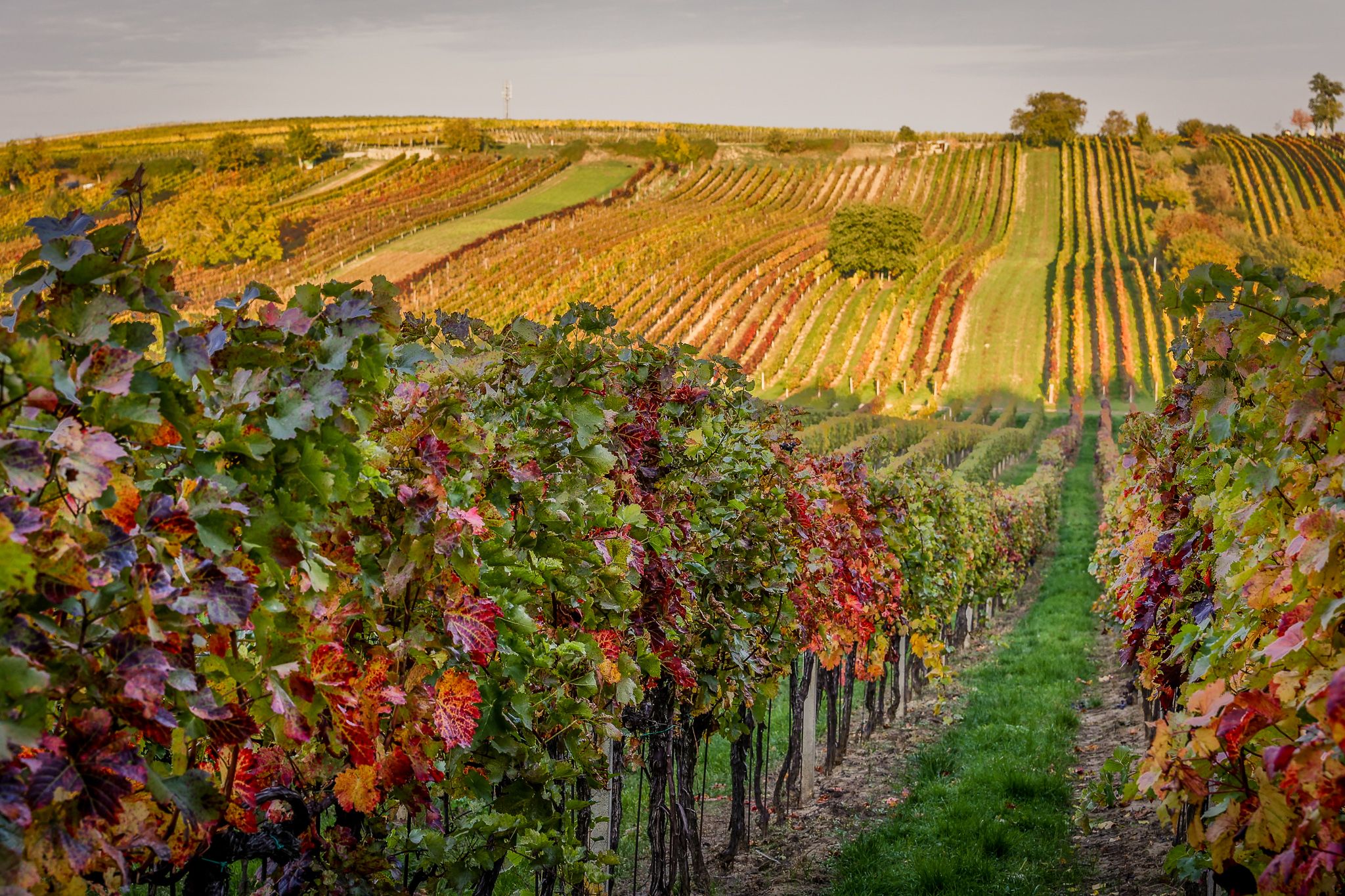 Flowering cherry in the vineyard, Czech Republic