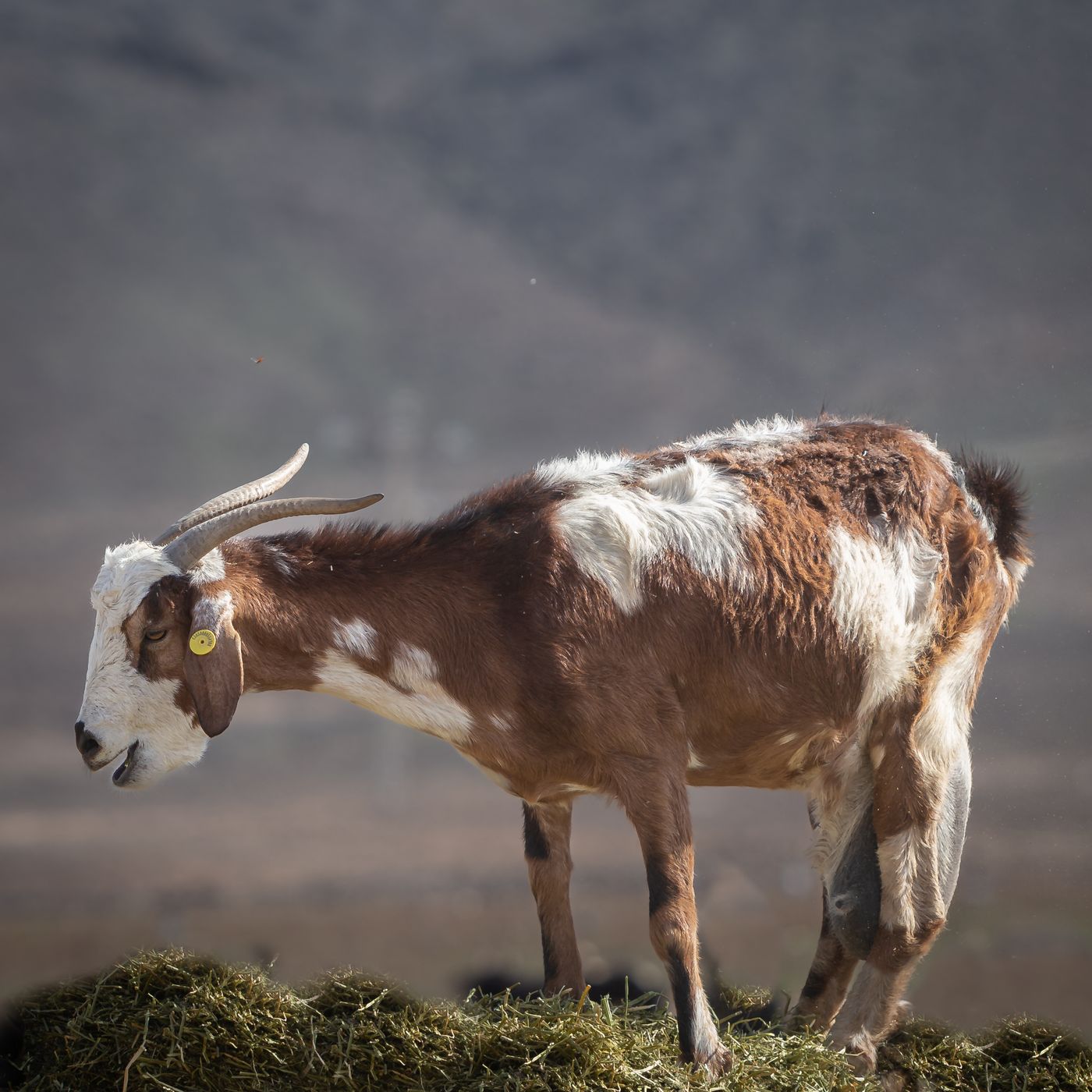 Fuerteventura goat farm, Spain