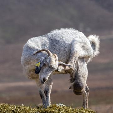 Fuerteventura goat farm, Spain