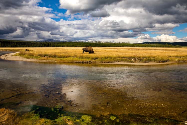 Gibbon River