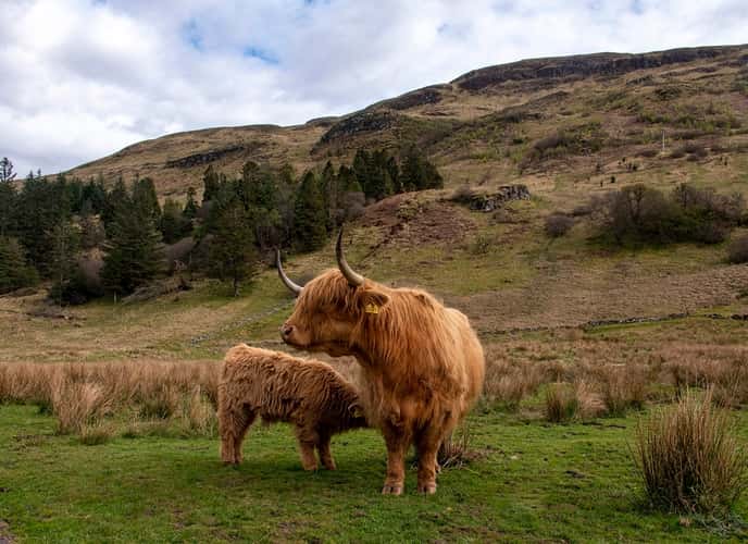 Highland Coos in Glen Lonan