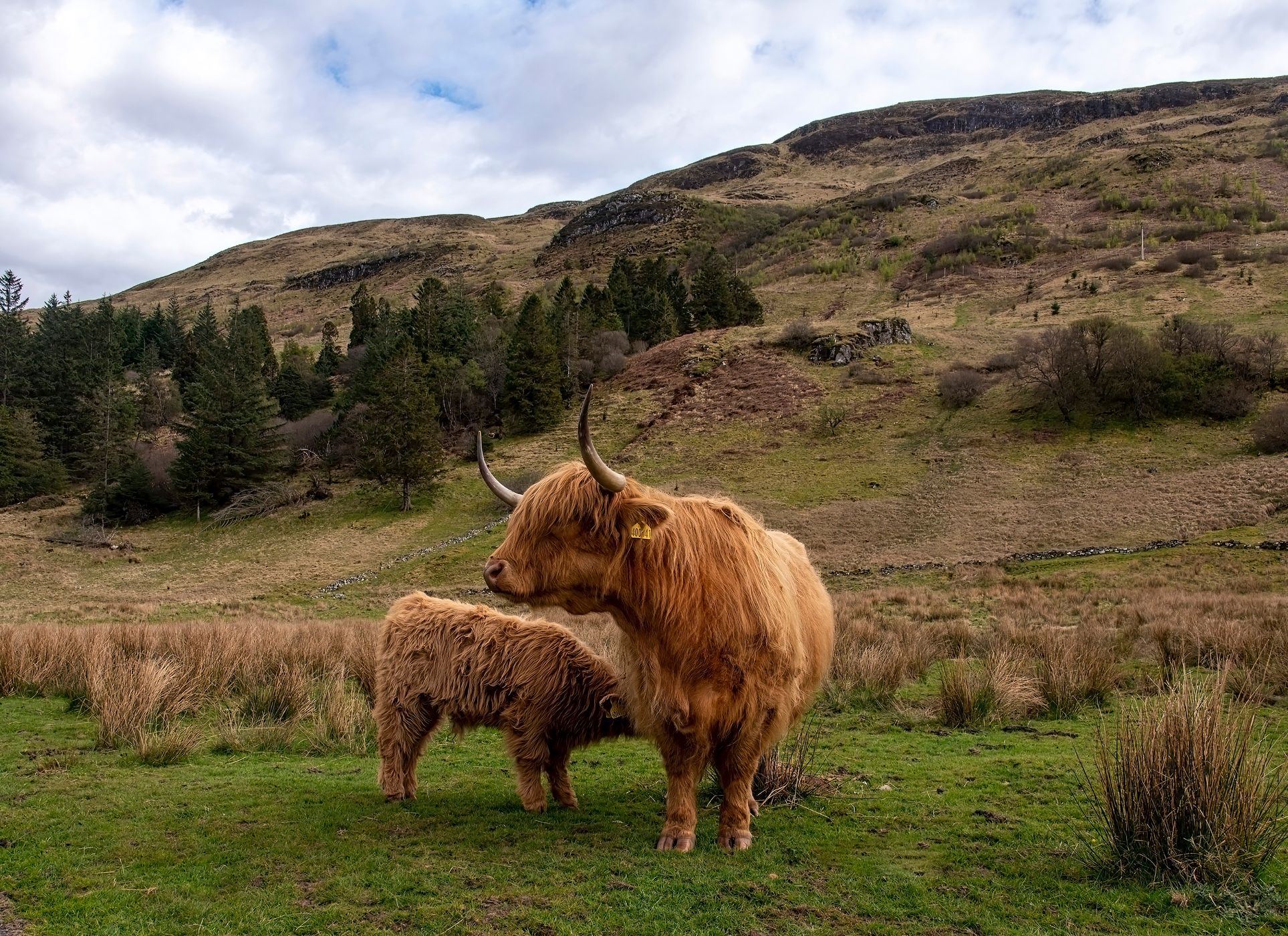 Highland Coos in Glen Lonan, United Kingdom
