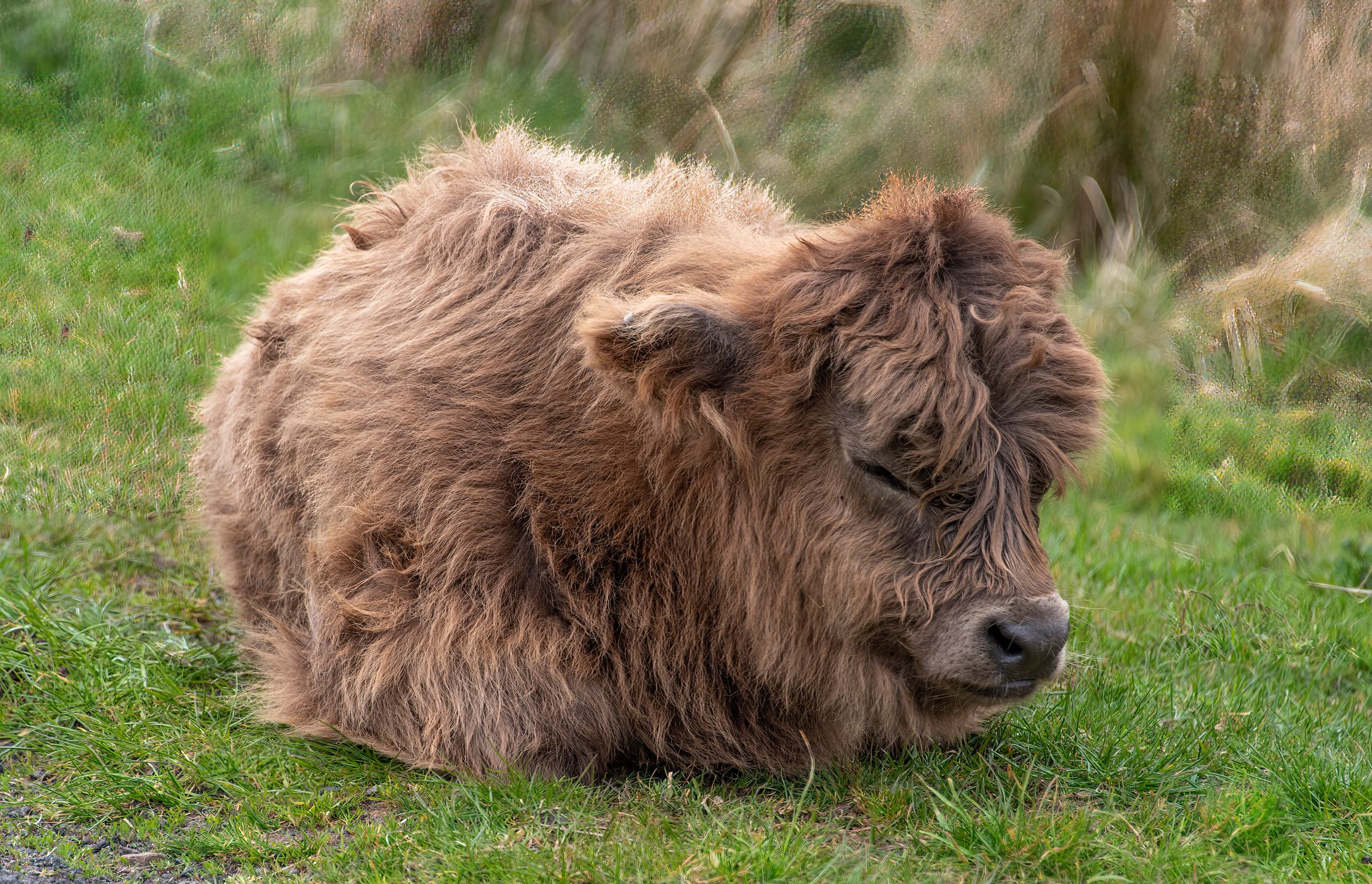 Highland Coos in Glen Lonan, United Kingdom