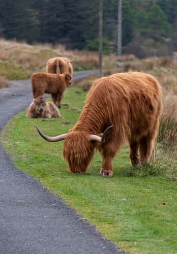 Highland Coos in Glen Lonan