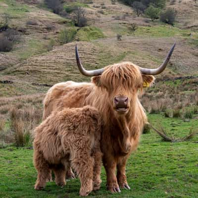 Highland Coos in Glen Lonan, United Kingdom