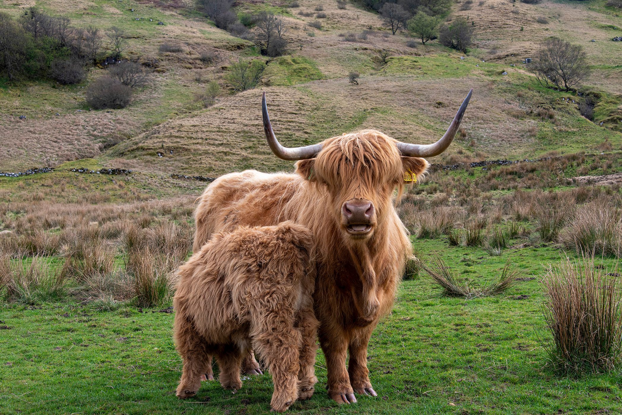Highland Coos in Glen Lonan, United Kingdom