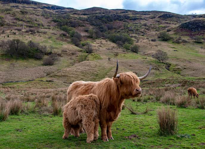 Highland Coos in Glen Lonan