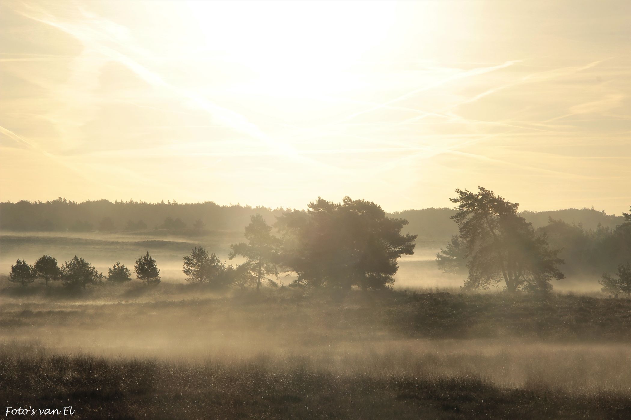 Hoog Buurlose Heide, Netherlands