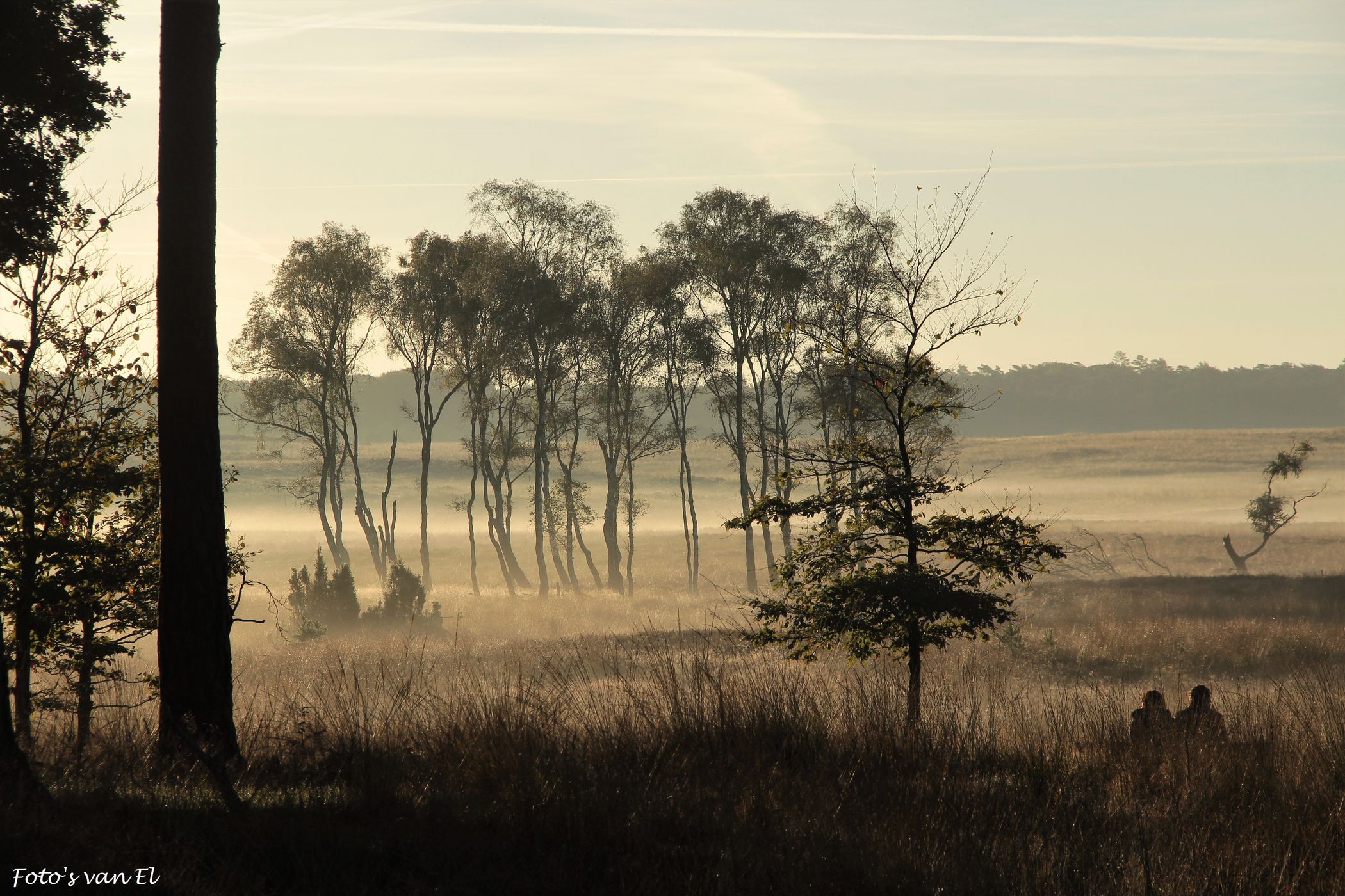 Hoog Buurlose Heide, Netherlands