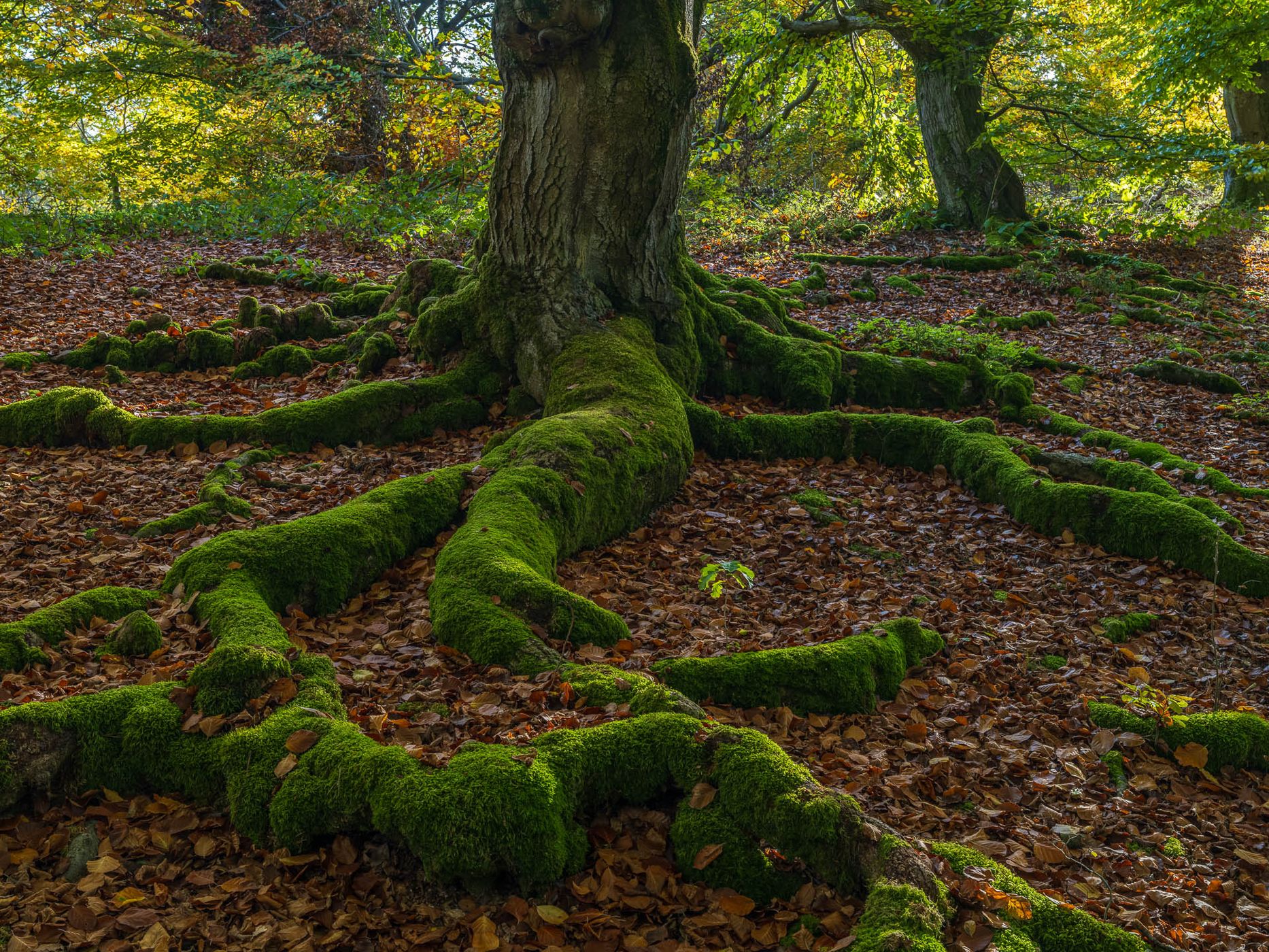 Hutewald Halloh (Halloh Herding Woods), Germany