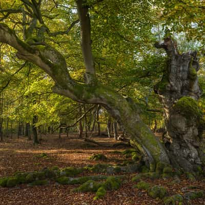 Hutewald Halloh (Halloh Herding Woods), Germany