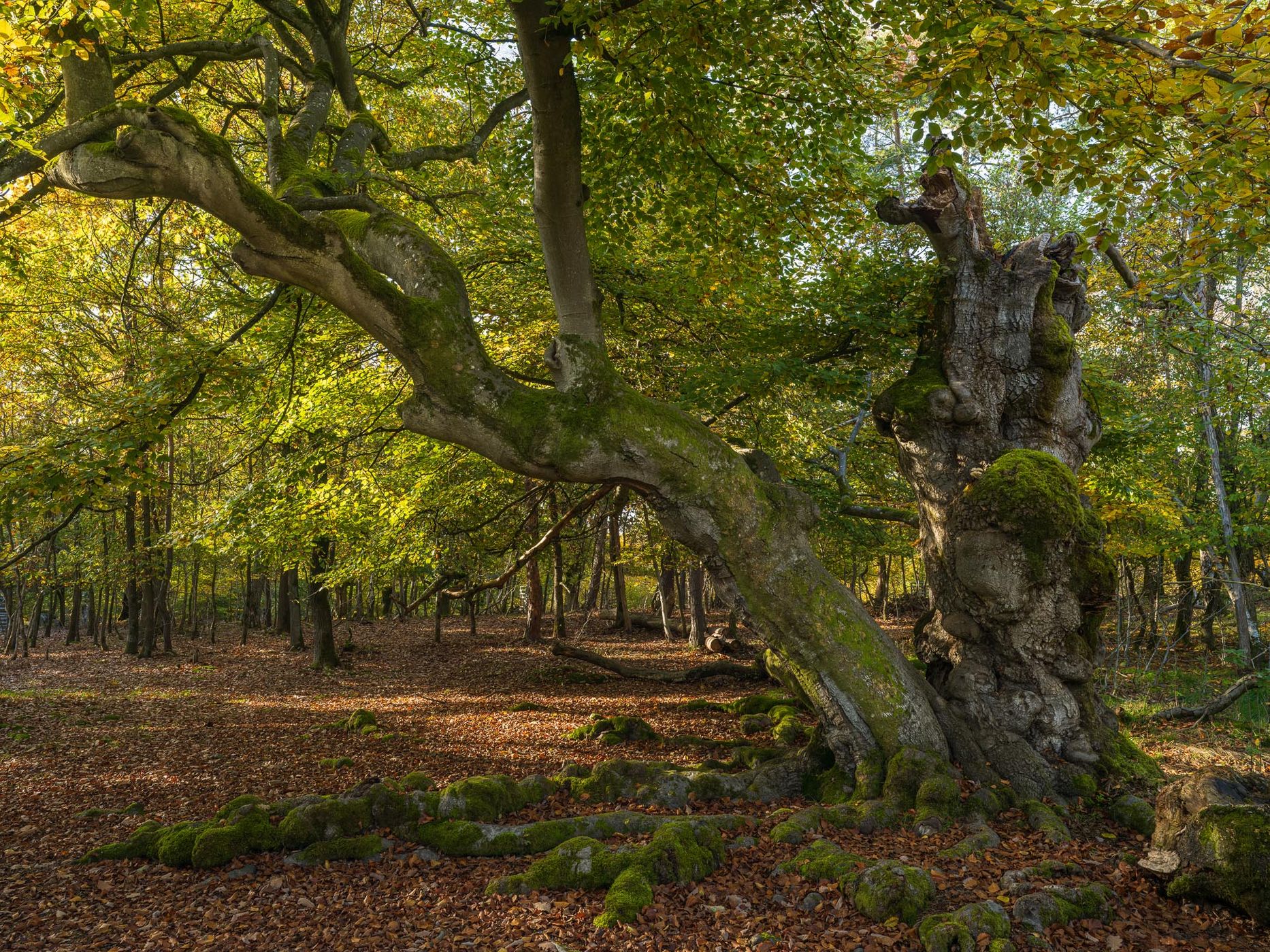 Hutewald Halloh (Halloh Herding Woods), Germany
