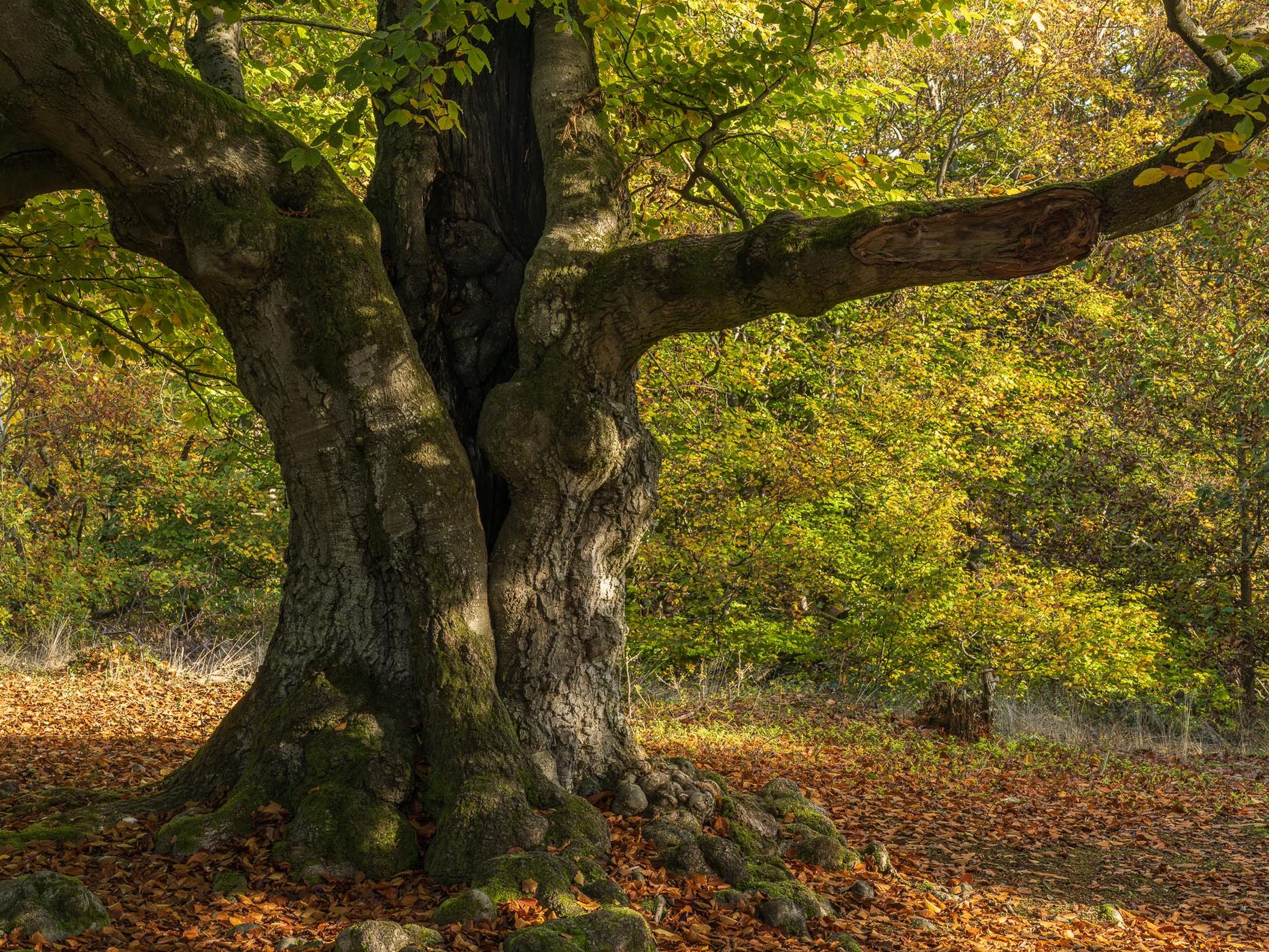 Hutewald Halloh (Halloh Herding Woods), Germany