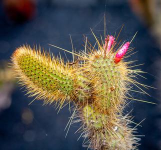Lanzarote - Jardín de Cactus