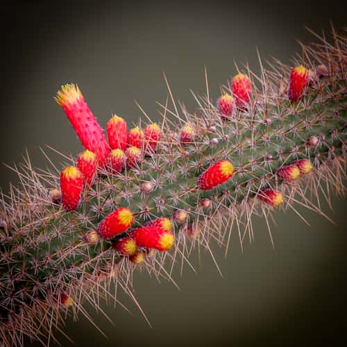 Jardín de Cactus, Lanzarote