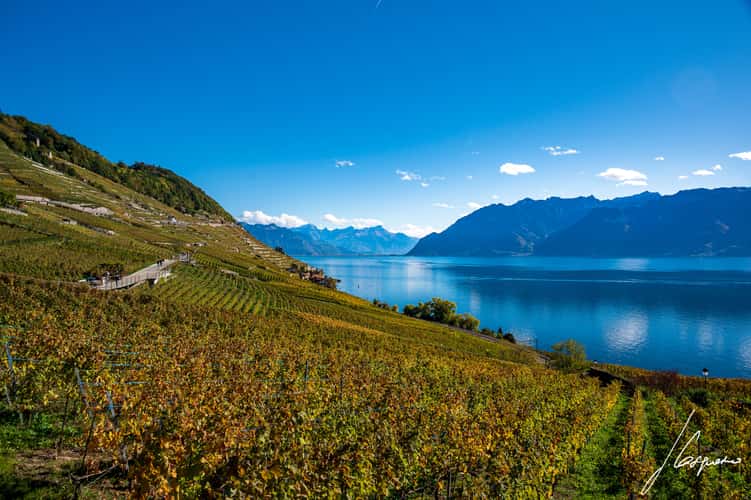 Lavaux-Epesses