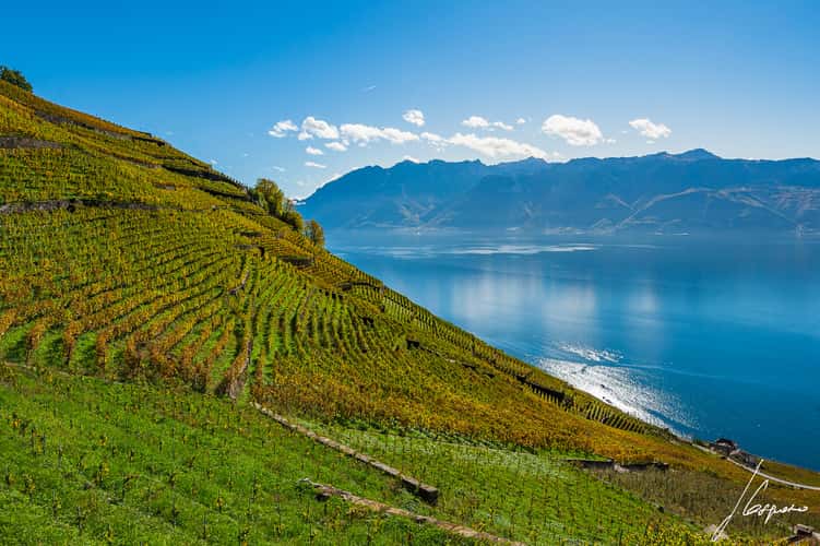 Lavaux-Epesses