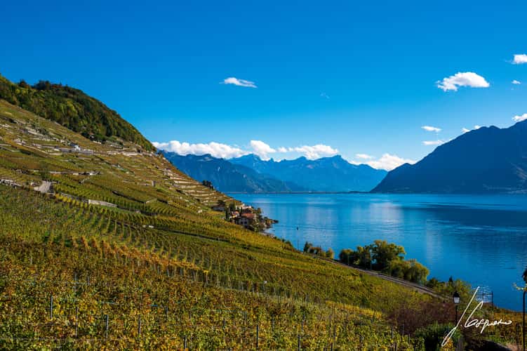 Lavaux-Epesses