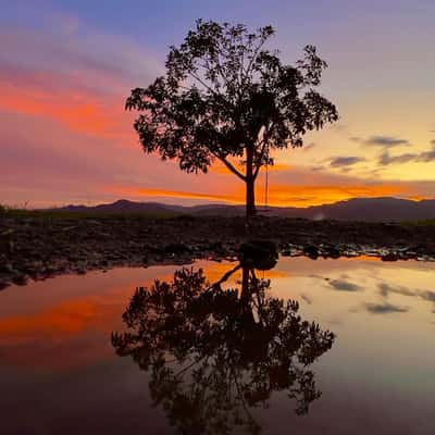 Lone tree by lake, Malaysia