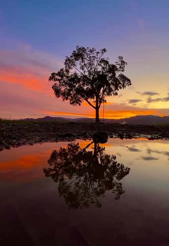 Lone tree by lake